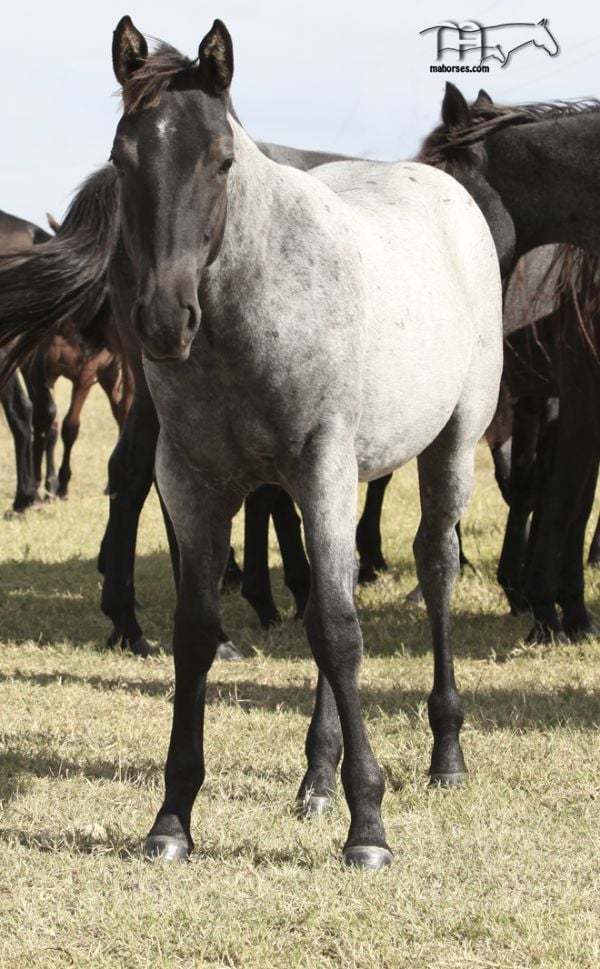 Hancocks Blu Babe MA's 2021 blue roan colt